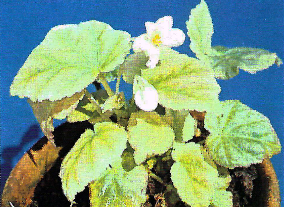 B. ‘Victoria Kartack’